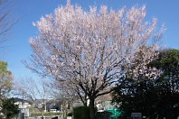 春開花した桜 - 久保山公園
