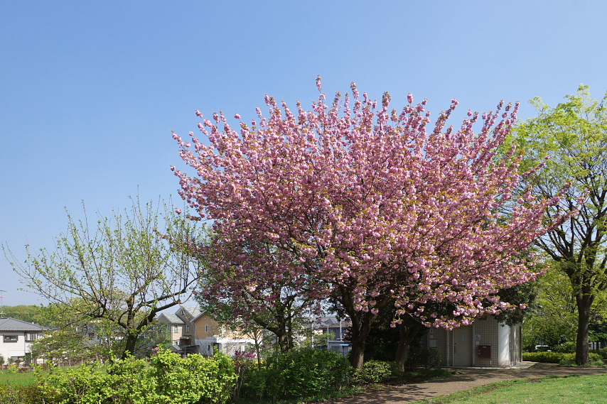 里桜(八重桜) - 久保山公園
