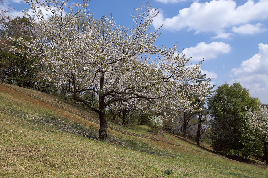 桜の咲く斜面 - 久保山公園