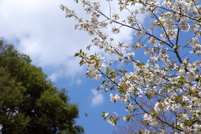 桜の花 - 久保山公園
