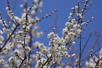 梅の花 - 久保山公園