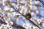 梅の花にメジロ - 久保山公園