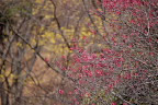 紅梅とサンシュユ - 久保山公園