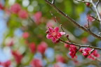 紅梅の花 - 久保山公園