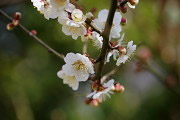 開花した梅の花 - 久保山公園