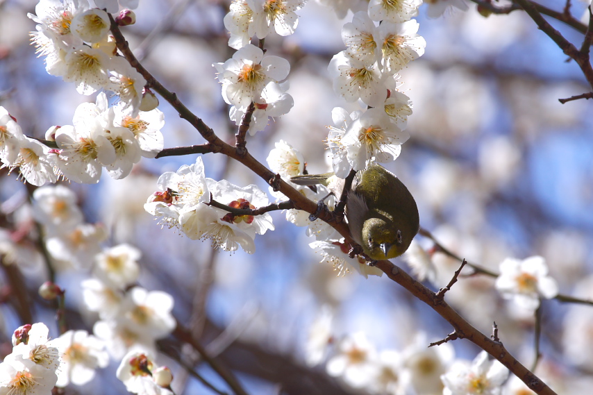 梅の花にメジロ - 久保山公園