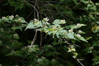木漏れ日の下のコゴメウツギ - 久保山公園
