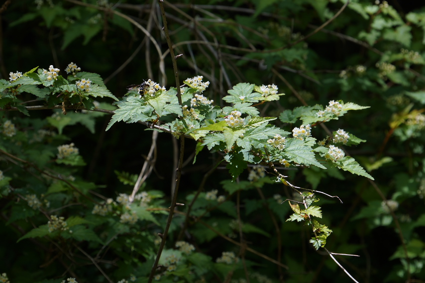 木漏れ日の下のコゴメウツギ - 久保山公園