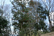 斜面の藪椿 - 久保山公園