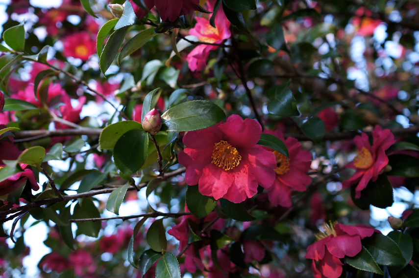 サザンカの花(ピンク) - 久保山公園