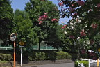 サルスベリの街路樹 - 久保山公園