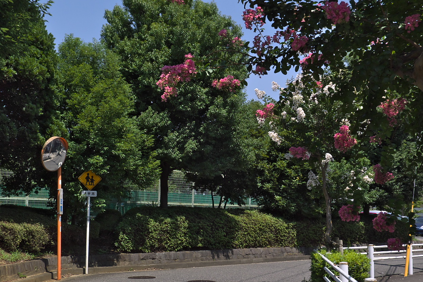 サルスベリの街路樹 - 久保山公園