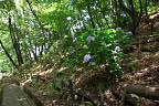 西の斜面に咲くアジサイ - 久保山公園