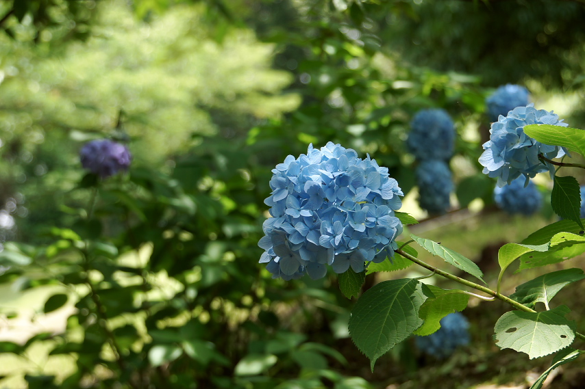 アジサイ(紫陽花) - 久保山公園