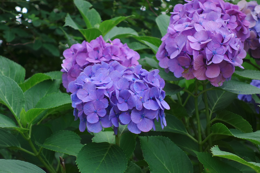 アジサイ(紫陽花)の花 - 久保山公園