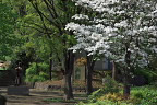 ハナミズキが咲く公園入口 - 久保山公園