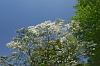 斜面のハナミズキ(花水木) - 久保山公園