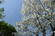 ハナミズキ(花水木)の街路樹 - 久保山公園