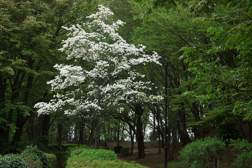 斜面北側のハナミズキ(花水木) - 久保山公園