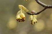 開花したトサミズキの花 - 久保山公園