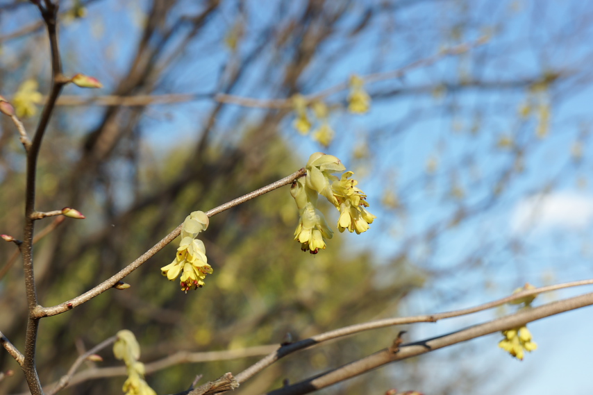 トサミズキ 土佐水木 の花 久保山公園 八王子の点景