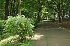 北側のキンシバイ - 久保山公園