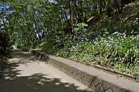 西側歩道沿いに咲くシャガ - 久保山公園