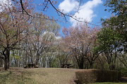 春、桜が咲く山頂広場 - 久保山公園