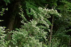 枝の伸びたコゴメウツギ - 宇津木台緑地