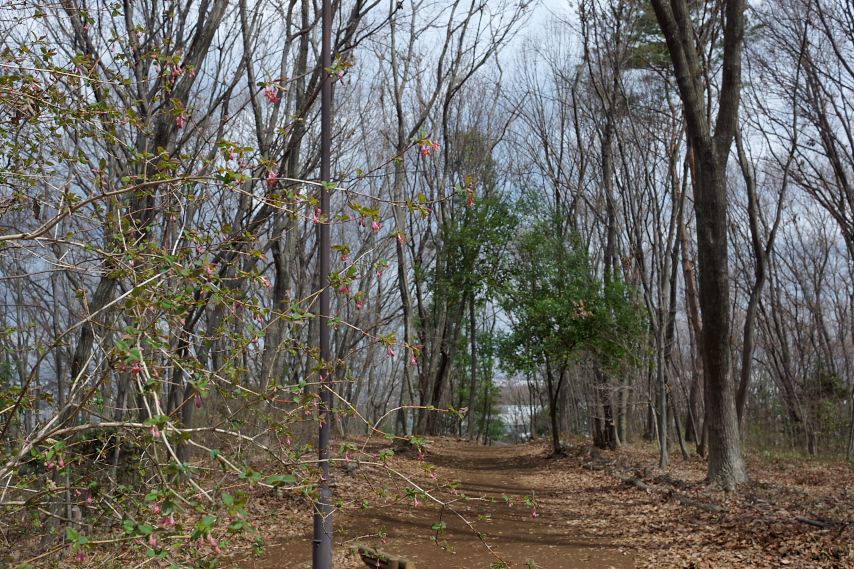 ウグイスカグラ(鶯神楽)の咲く緑道
