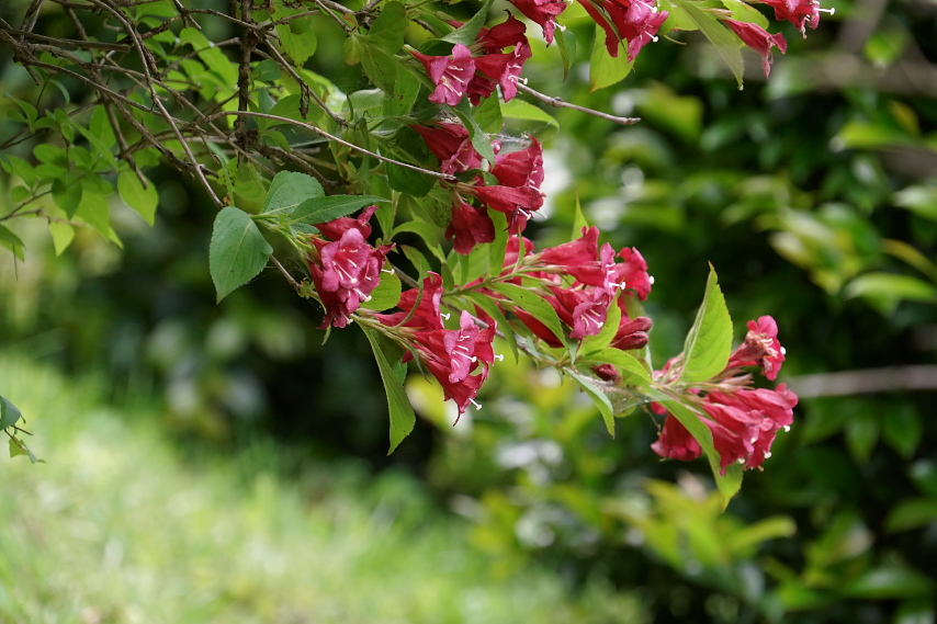 ベニウツギ(紅空木)の花 - 宇津木台緑地