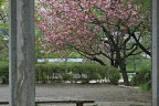 藤棚からサトザクラ - 宇津木台中公園