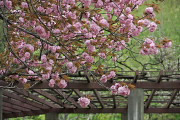 里桜と藤棚 - 宇津木台中公園