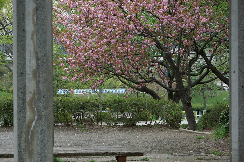 藤棚からサトザクラ - 宇津木台中公園