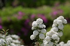 花が咲いたコデマリの枝 - 宇津木台中公園