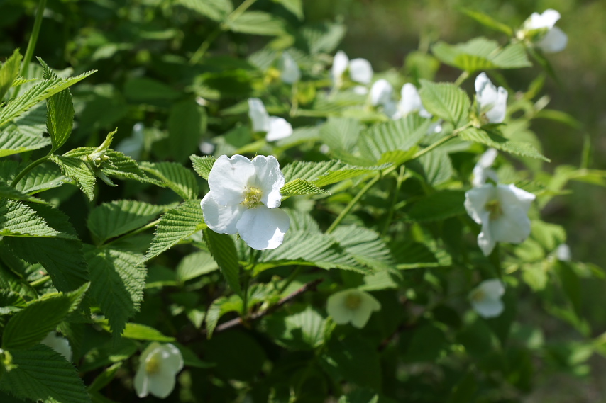 シロヤマブキ 白山吹 の花 宇津木台中公園 八王子の点景