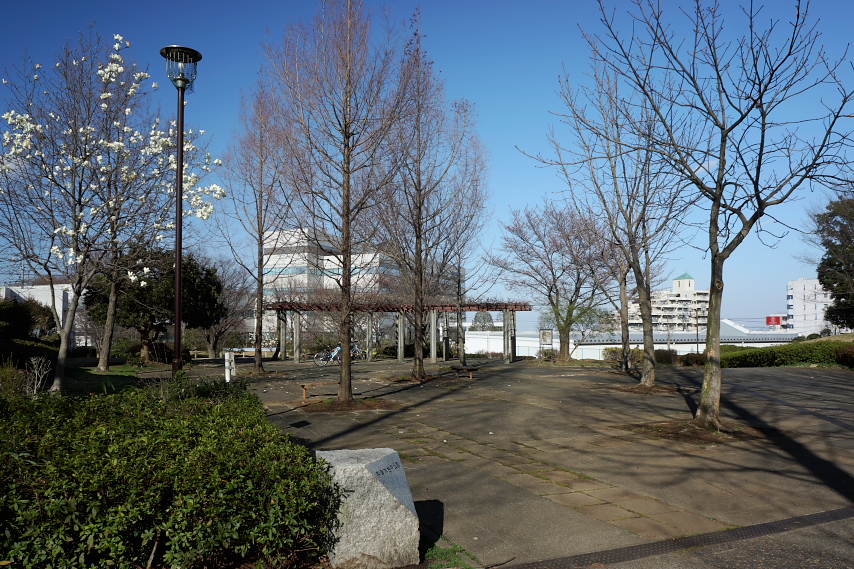ハクモクレン(白木蓮)が咲く宇津木台中公園