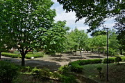 トチノキが並ぶ宇津木台中公園西側