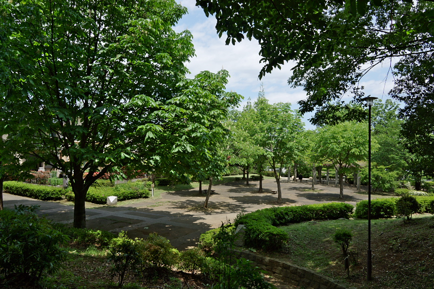 トチノキが並ぶ宇津木台中公園西側