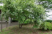 イボタノキ(水蝋の木) - 宇津木台中公園