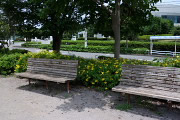 ビョウヤナギが咲くベンチ - 宇津木台中公園