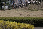 レンギョウ(連翹)と桜 - 宇津木台中公園