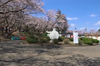 桜が開花した富士森公園東口のロータリー