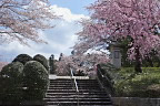 桜が咲く御所水通りの廟の庭園入口側 - 富士森公園