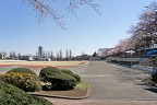 桜並木が開花した頃の富士森陸上競技場