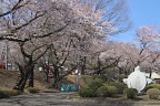 桜が咲く東口ロータリー - 富士森公園