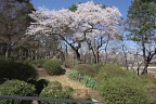 躑躅植栽碑の桜 - 富士森公園