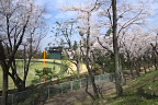 桜が咲く市民球場南側の園路 - 富士森公園