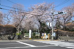 桜が咲く東入口を都道506号から - 富士森公園