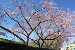 開花した富士森公園通りの桜